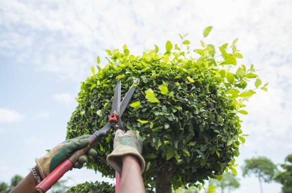 Professionnel pour la taille de haie de particuliers à Tournus