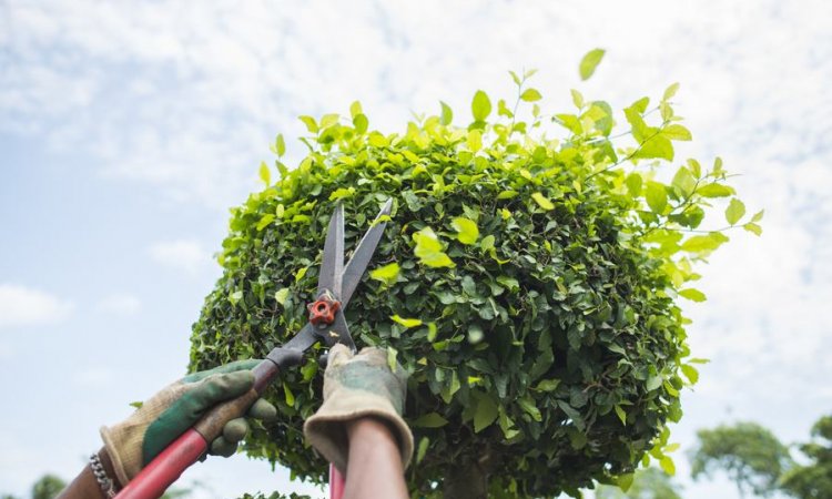 VERT TOURNUS Tournus - Paysagiste pour l’entretien de parcs et jardins